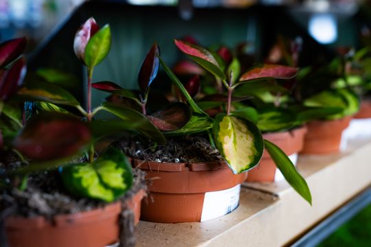 Festiwal roślin w Radomiu (zdjęcia)