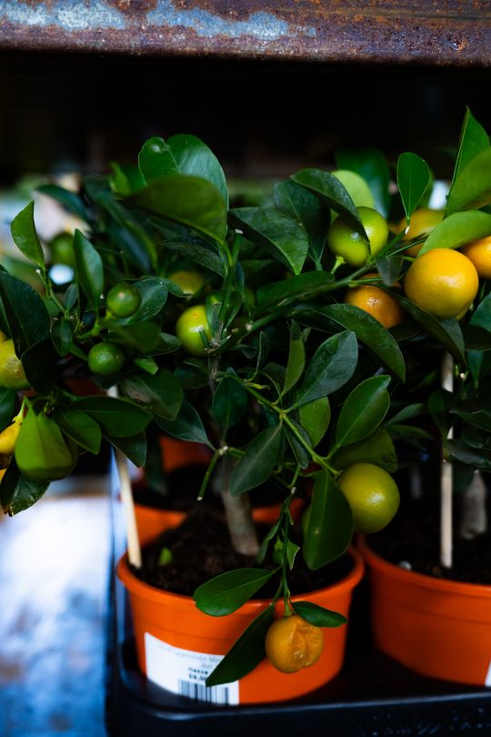 Festiwal roślin w Radomiu (zdjęcia)