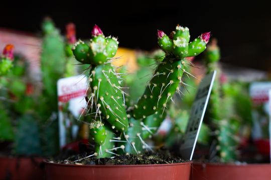 Festiwal roślin w Radomiu (zdjęcia)