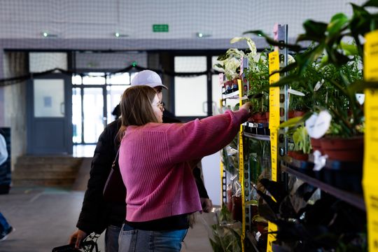 Festiwal roślin w Radomiu (zdjęcia)