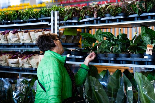 Festiwal roślin w Radomiu (zdjęcia)