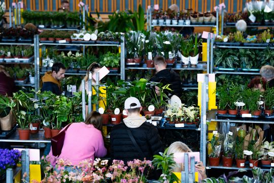 Festiwal roślin w Radomiu (zdjęcia)