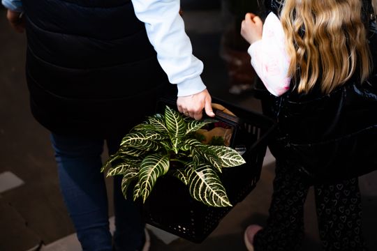 Festiwal roślin w Radomiu (zdjęcia)