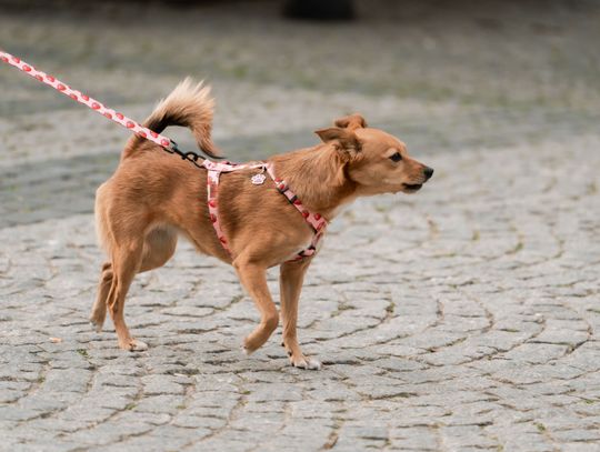 Minuta ciszy dla posła Łukasza Litewki (zdjęcia)