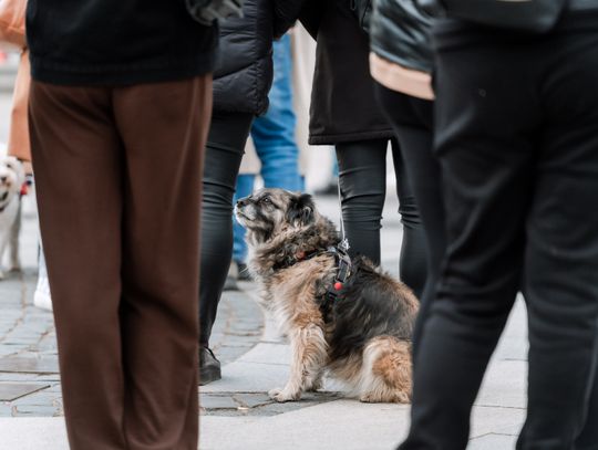 Minuta ciszy dla posła Łukasza Litewki (zdjęcia)