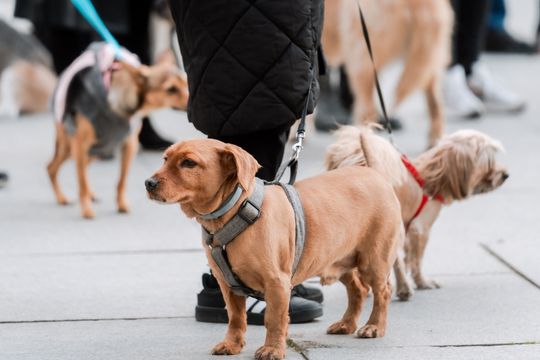 Minuta ciszy dla posła Łukasza Litewki (zdjęcia)