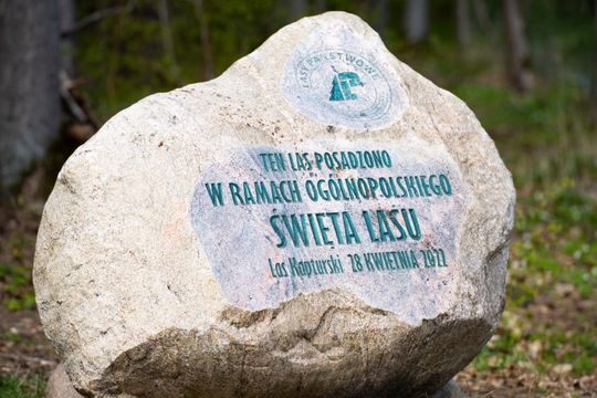 Święto sadzenia lasu (zdjęcia)