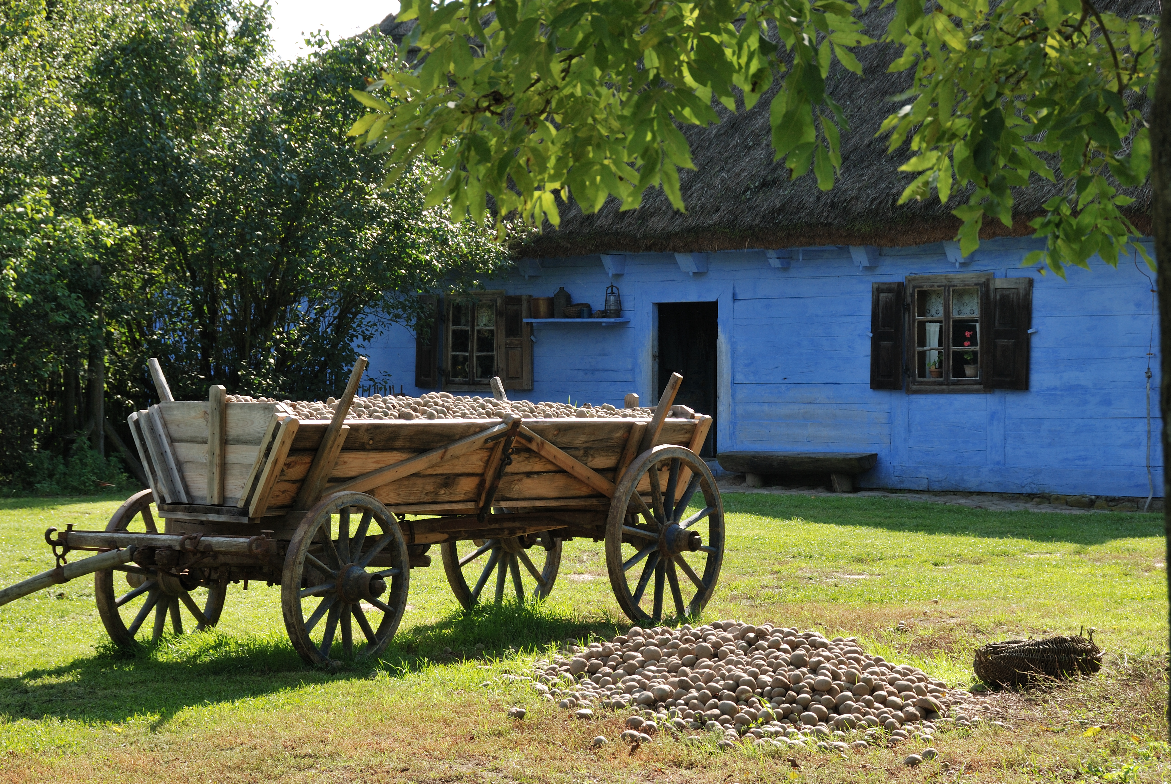 muzeum-wsi-mazowieckiej-w-sierpcu-chalupa-z-izdebna-wykopki-fot-d-krzesniak