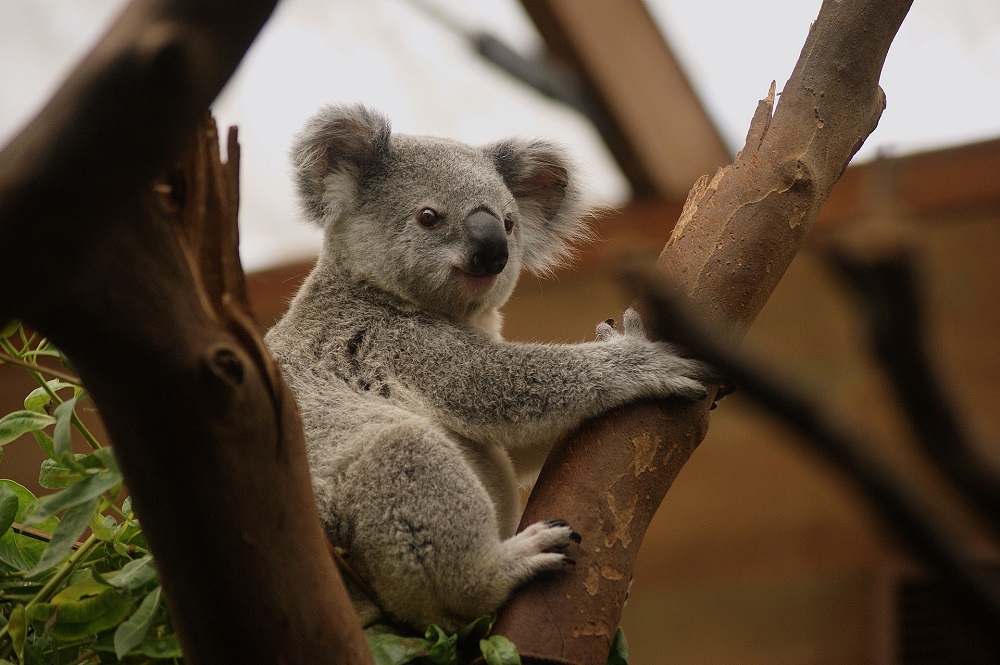 koala
