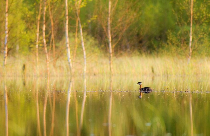 kaczka w stawie Puszczy Kozienickiej
