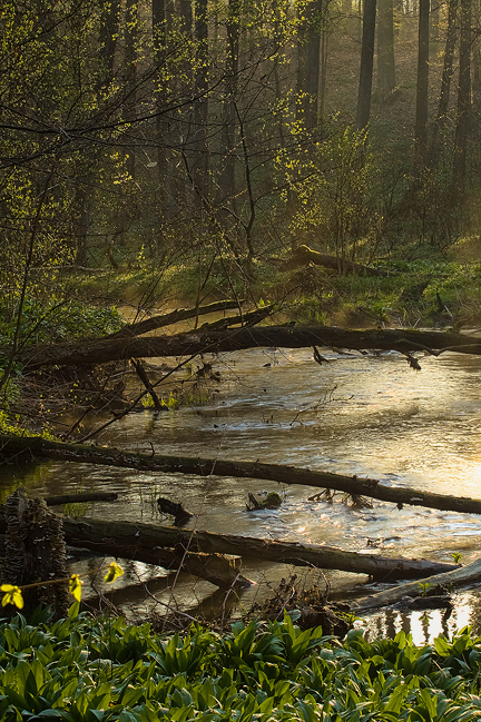 pejzaż Puszcza Kozienicka