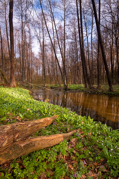 pejzaż Puszcza Kozienicka
